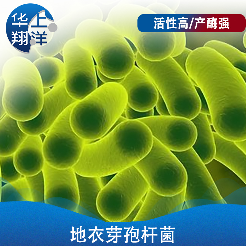 地衣芽孢杆菌-Bacillus Licheniformis