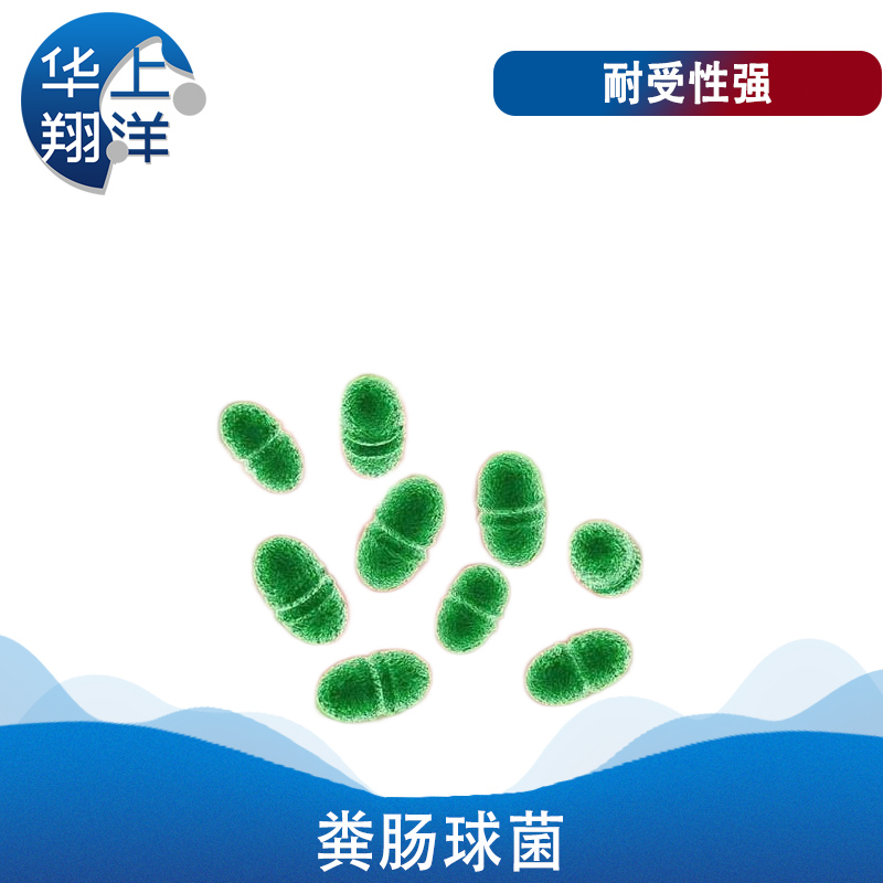 粪肠球菌-Enterococcus faecalis