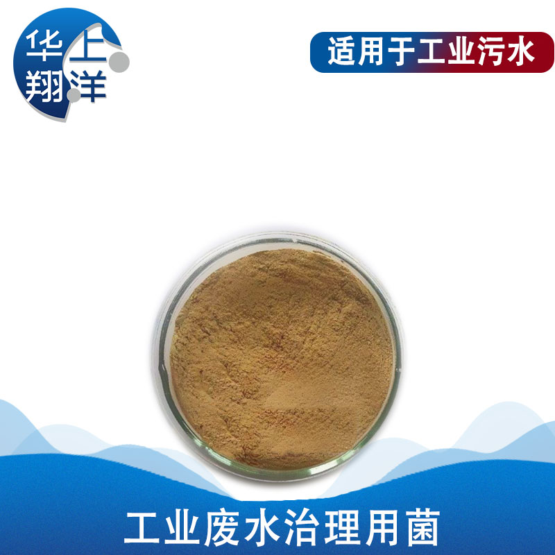 工业废水治理用菌-Special bacteria for industrial wastewater treatment